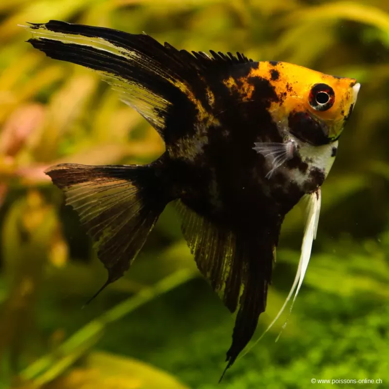 Golden Head Scalar - Pterophyllum Scalare