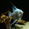 Avatar Scalar Avatar Turchia Verde Affumicato - Pterophyllum Scalare