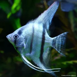 Amazon Blue Scalar - Pterophyllum Scalare