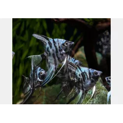 Scalaire Bleu Marbre - Pterophyllum Scalare