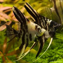 Scalaire Marbré - Pterophyllum Scalare