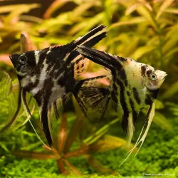 Scalaire Marbré - Pterophyllum Scalare
