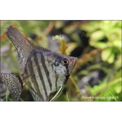 Scalaire Zebré Fumé - Pterophyllum Scalare Zebra Smoke