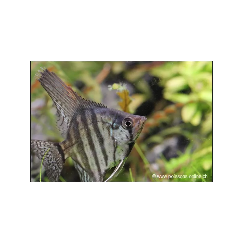 Scalaire Zebré Fumé - Pterophyllum Scalare Zebra Smoke