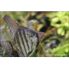 Scalaire Zebré Fumé - Pterophyllum Scalare Zebra Smoke