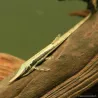 Silure Aiguille Commun - Farlowella Acus