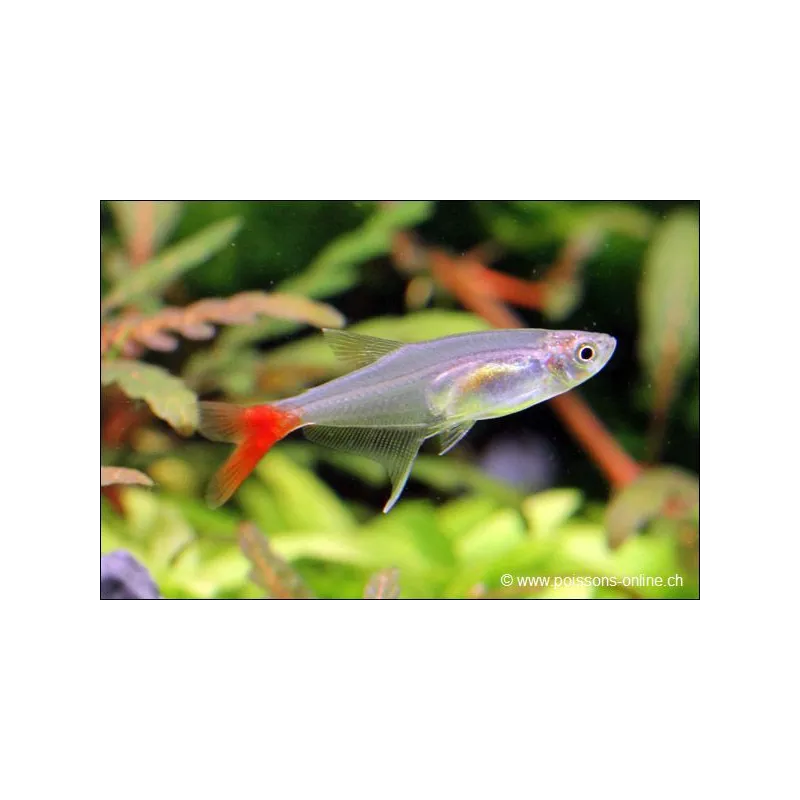 Tetra In Vetro A Coda Rossa - Prionobrama Filigera