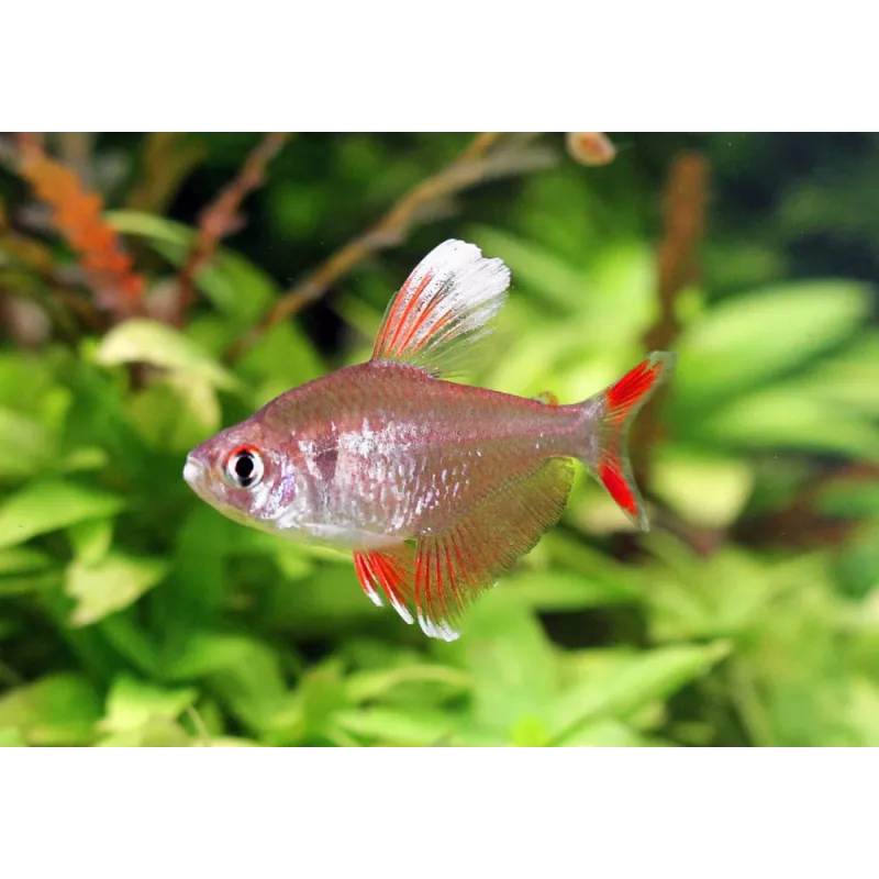 Bianco Raffinato Rosé Tetra - Hyphessobrycon Bentosi White Fin