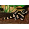 Zonancistrus Pulcher - L168 Zonancistrus Pulcher
