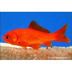 Goldfisch Red - Carassius Auratus