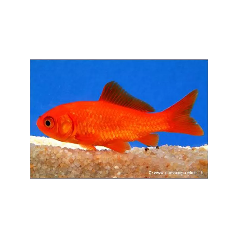 Goldfisch Red - Carassius Auratus