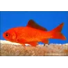 Pesce Rosso - Carassino Rosso - Carassius Auratus