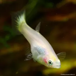 Guppy Fem. Giallo - Poecilia Reticulata