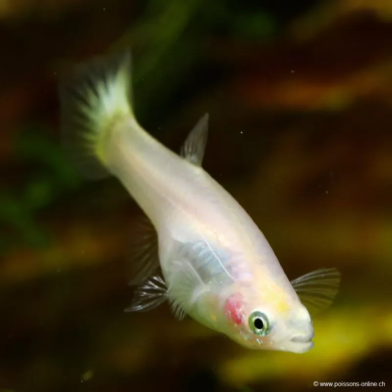 Guppy Fem. Giallo - Poecilia Reticulata