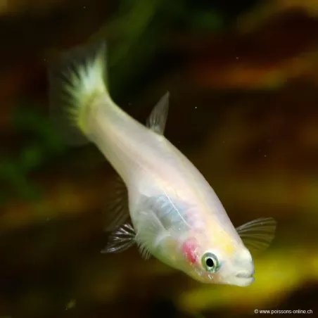 Guppy Fem. Giallo - Poecilia Reticulata