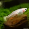 Guppy Fem. Giallo - Poecilia Reticulata