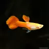 Guppy Masc. Albino Rosso Pieno - Poecilia Reticulata