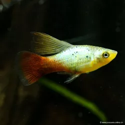 Platy Variatus Green Hi-Pin - Xiphophorus Variatus