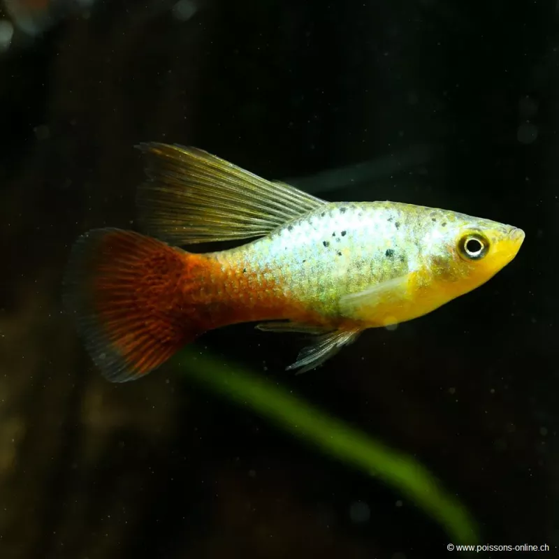 Platy Variatus Green Hi-Pin - Xiphophorus Variatus