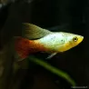 Platy Variatus Green Hi-Pin - Xiphophorus Variatus