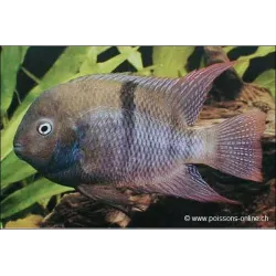 Cichlidé De Sajica - Cichlasoma Sajica