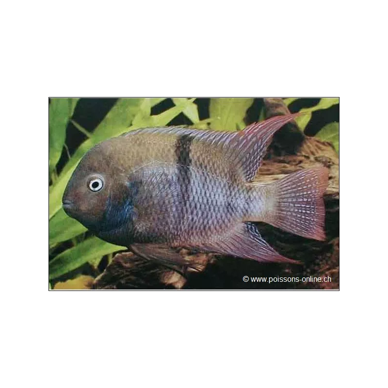 Sajica-Buntbarsch - Cichlasoma Sajica