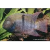 Cichlidé De Sajica - Cichlasoma Sajica
