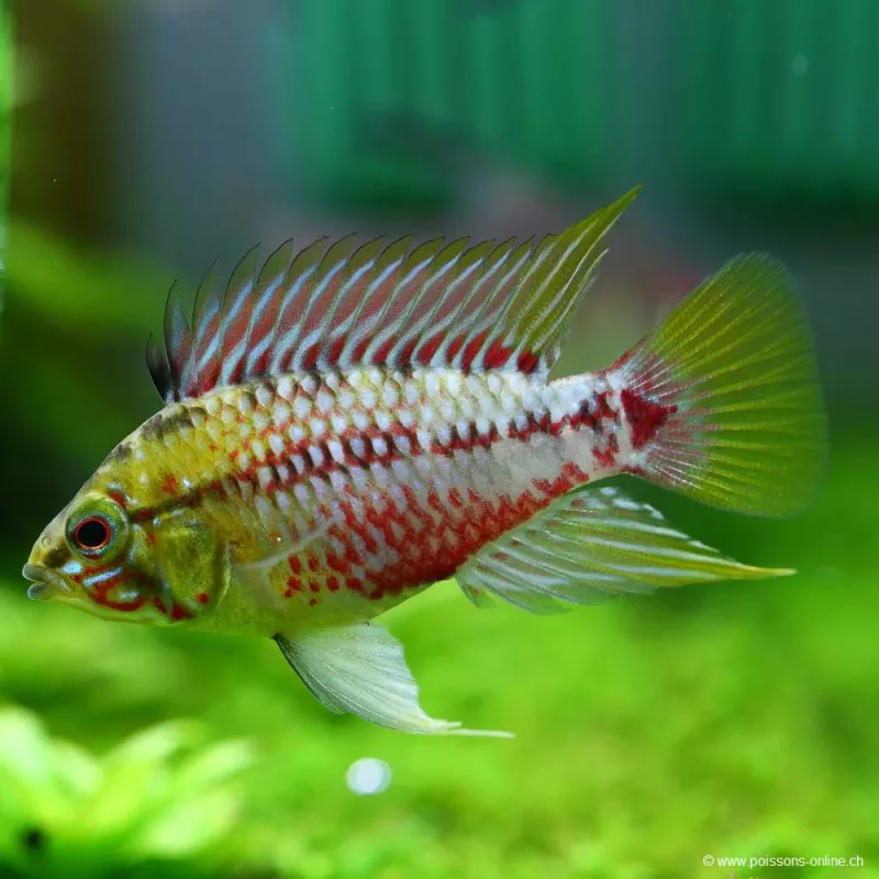 Cichlidé Nain À Bandes Rouges - Apistogramma Hongsloi