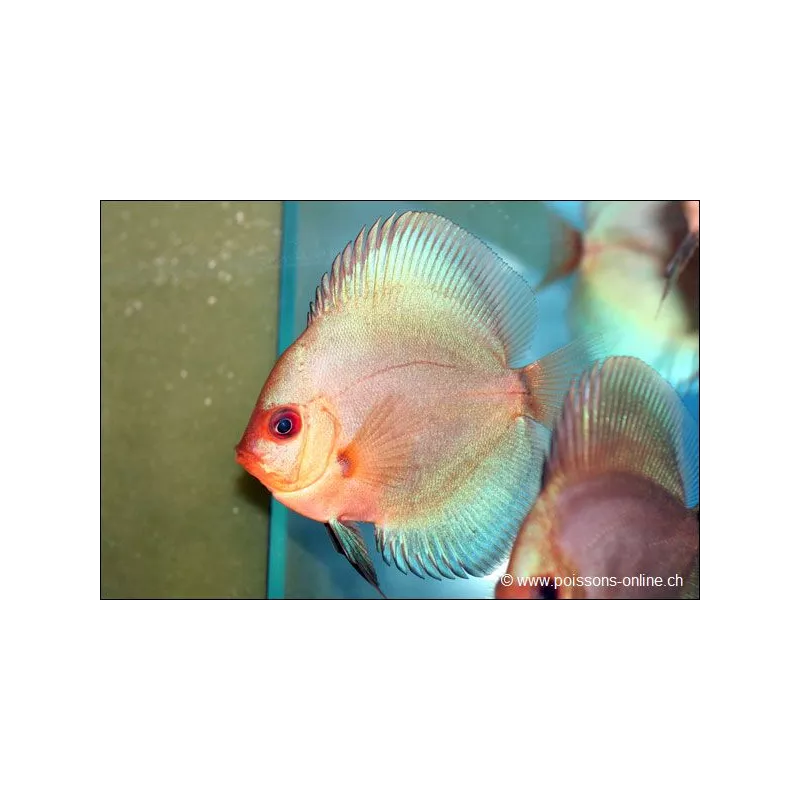 Discus Bleu Diamant - Symphysodon Aequifasciatus