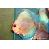 Discus Bleu Diamant - Symphysodon Aequifasciatus