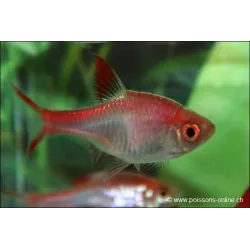 Rasbora Arlequin Rouge - Trigonostigma Heteromorpha Red