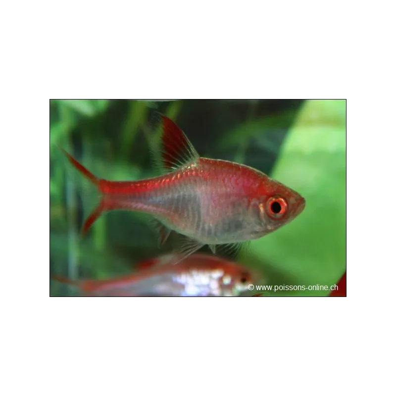 Rasbora Arlequin Rouge - Trigonostigma Heteromorpha Red