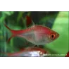 Rasbora Arlequin Rouge - Trigonostigma Heteromorpha Red