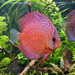 Discus Snake Skin - Symphysodon Aequifasciatus