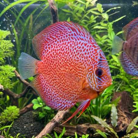Discus Snake Skin - Symphysodon Aequifasciatus