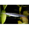 Demi Bec - Dermogenys Pusillus