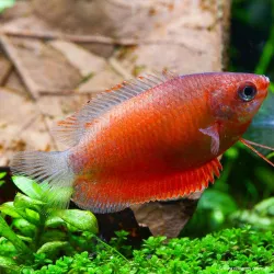Gourami Rouge - Colisa Chuna Red
