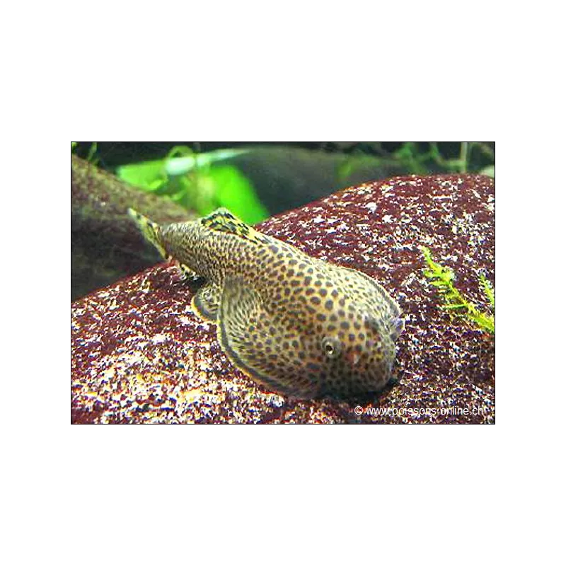 Leveretts Schmetterlings-Flossensauger - Beaufortia Leveretti