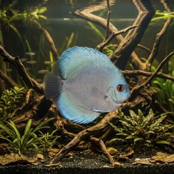 Discus Blue Powder - Symphysodon Aequifasciatus