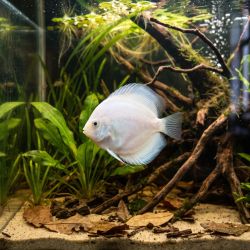Discus Biancaneve - Symphysodon Aequifasciatus