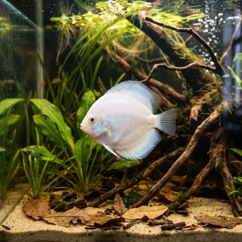 Discus Snow White - Symphysodon Aequifasciatus