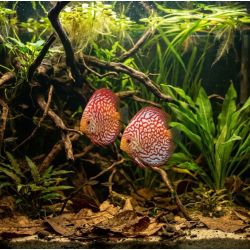 Discus Checkerboard - Symphysodon Aequifasciatus
