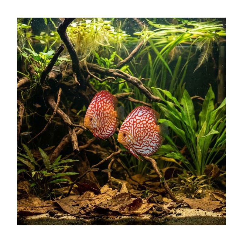Discus Checkerboard - Symphysodon Aequifasciatus