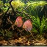 Discus Checkerboard - Symphysodon Aequifasciatus