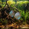 Discus Bleu Turquoise - Symphysodon Aequifasciatus