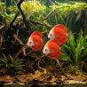 Discus Marlboro Red - Symphysodon Aequifasciatus