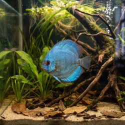 Discus Bleu Diamant - Symphysodon Aequifasciatus