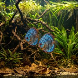 Discus Bleu Royal - Symphysodon Aequifasciatus