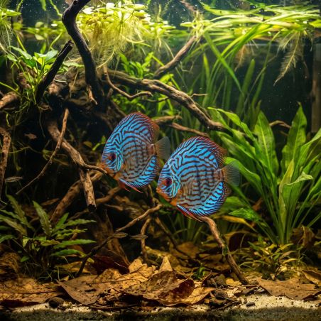 Discus Bleu Royal - Symphysodon Aequifasciatus