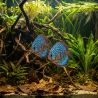 Discus Bleu Royal - Symphysodon Aequifasciatus